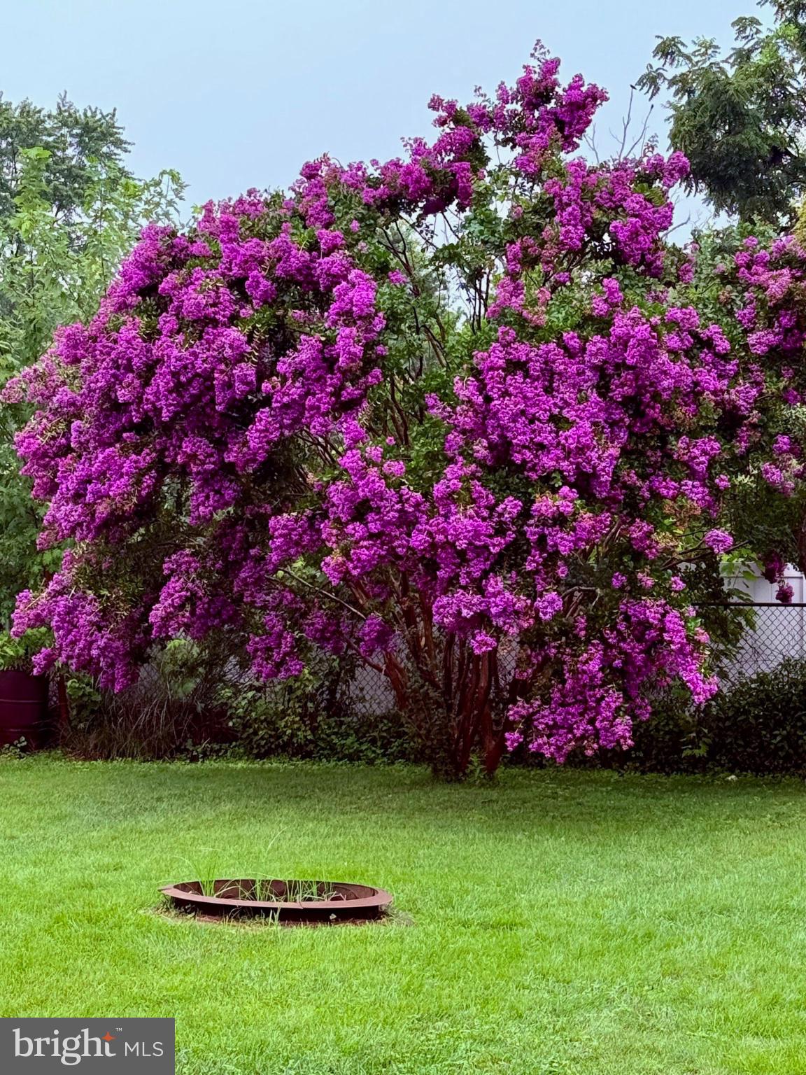 710 Mace Avenue Baltimore, MD 21221 - Photo 5 of 6 Vibrant bougainvillea in full bloom.