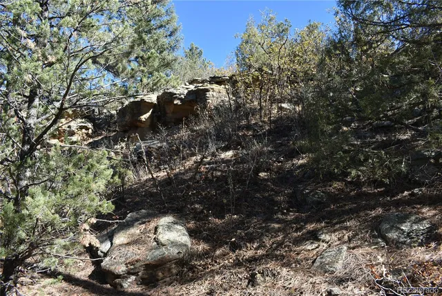 a view of a tree in a yard