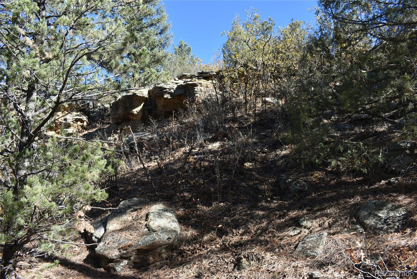 268-269 Rancho La Weston, CO 81091 - Photo 11 of 29 a picture of tree