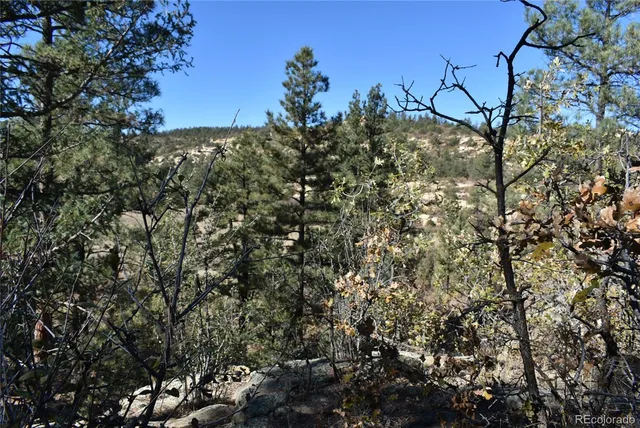 a view of a yard with trees