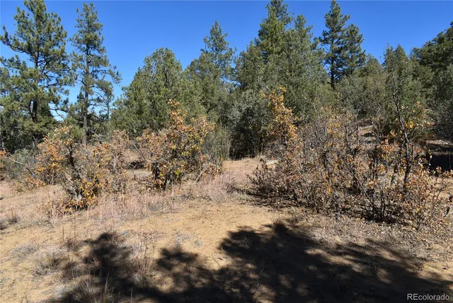 a view of a yard with lots of bushes