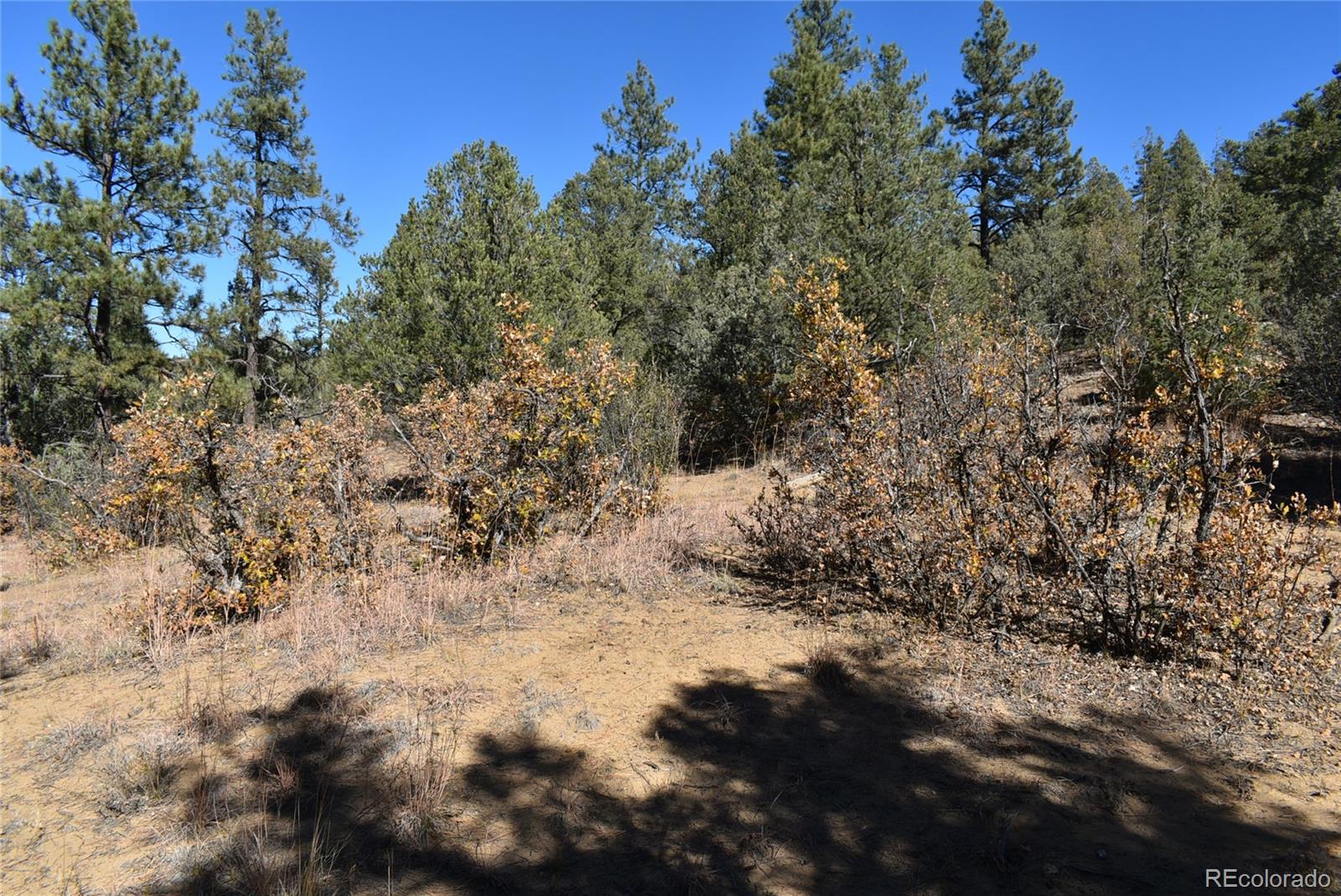 268-269 Rancho La Weston, CO 81091 - Photo 13 of 29 a view of a yard with trees