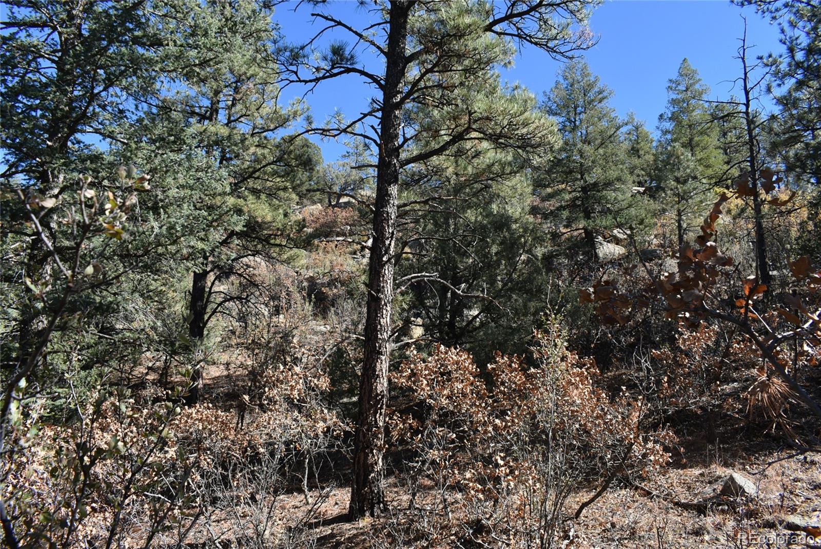 268-269 Rancho La Weston, CO 81091 - Photo 19 of 29 a view of a tree