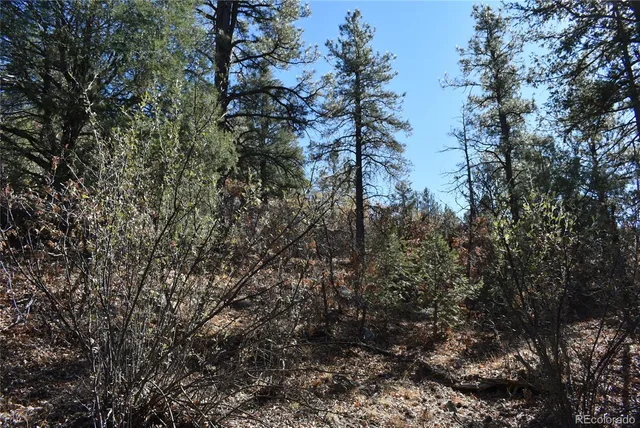 a view of a forest filled with trees