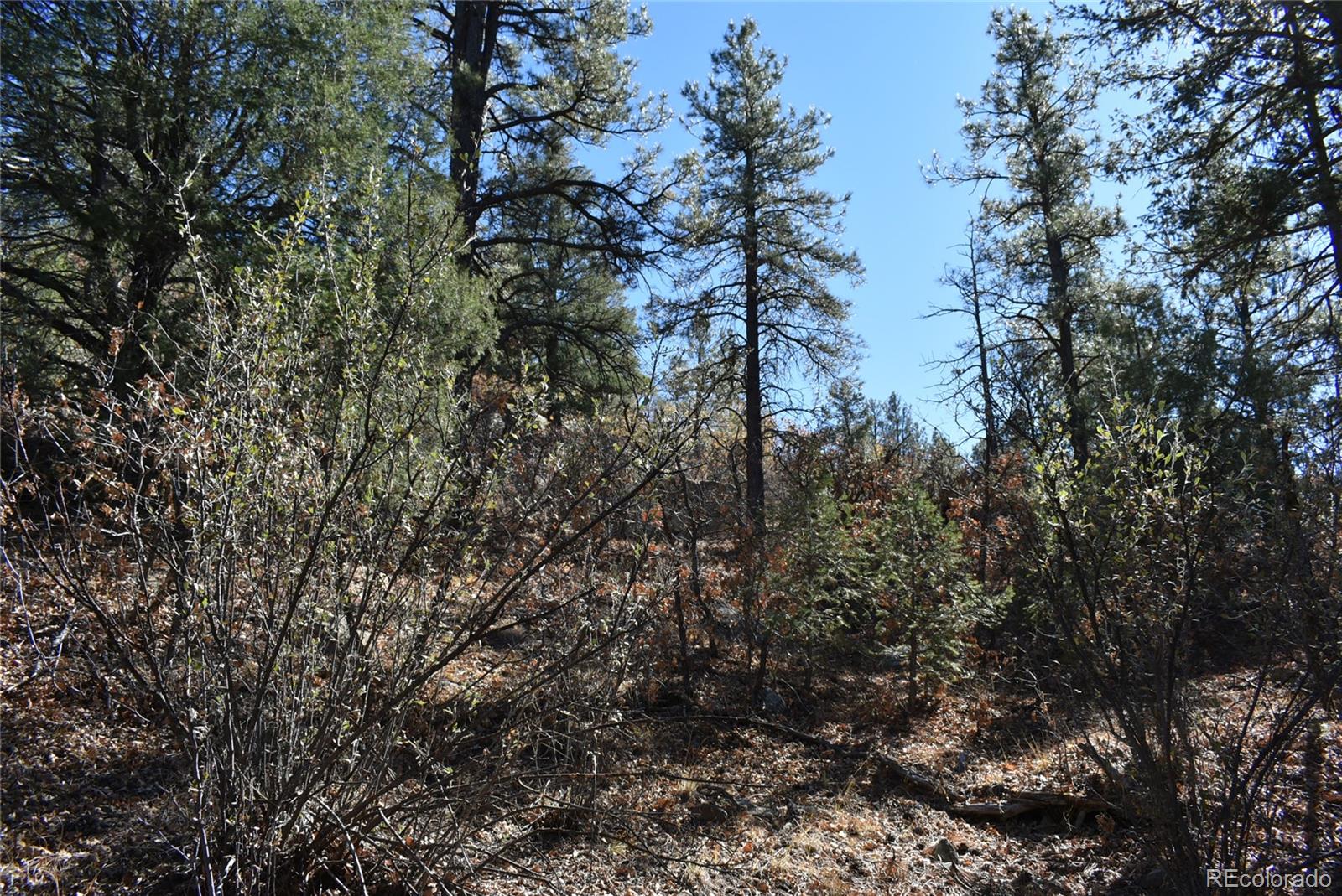 268-269 Rancho La Weston, CO 81091 - Photo 20 of 29 a view of a tree