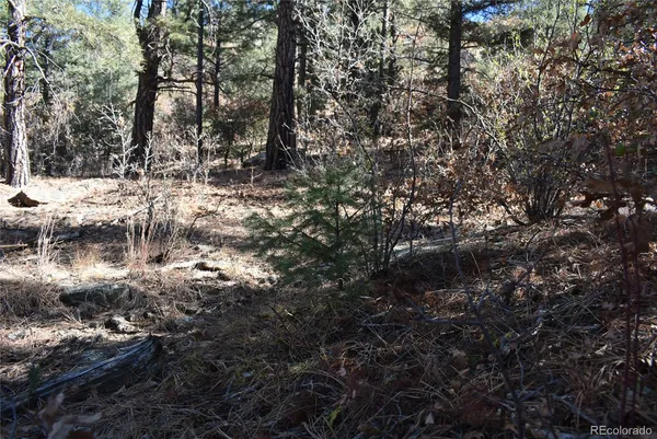 a view of a forest with trees