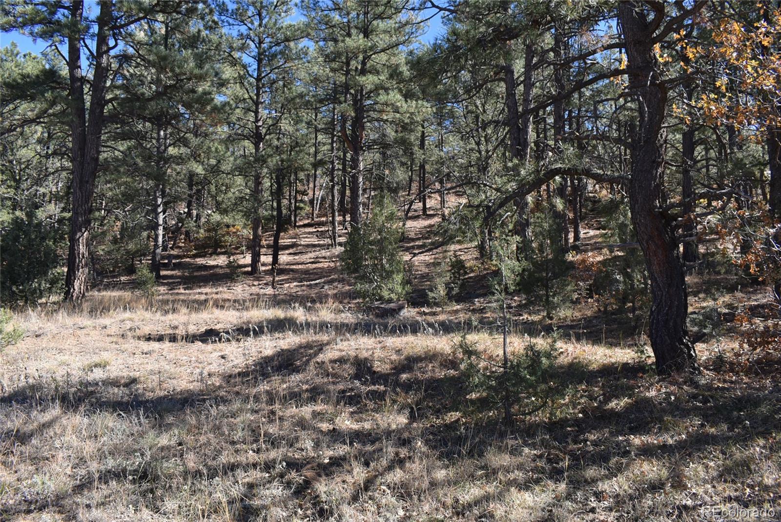 268-269 Rancho La Weston, CO 81091 - Photo 6 of 29 a view of outdoor space with trees
