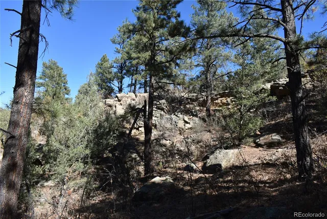 a view of a tree in a yard