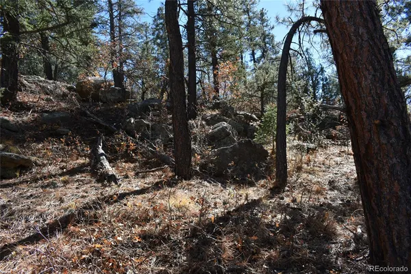 a picture of tree