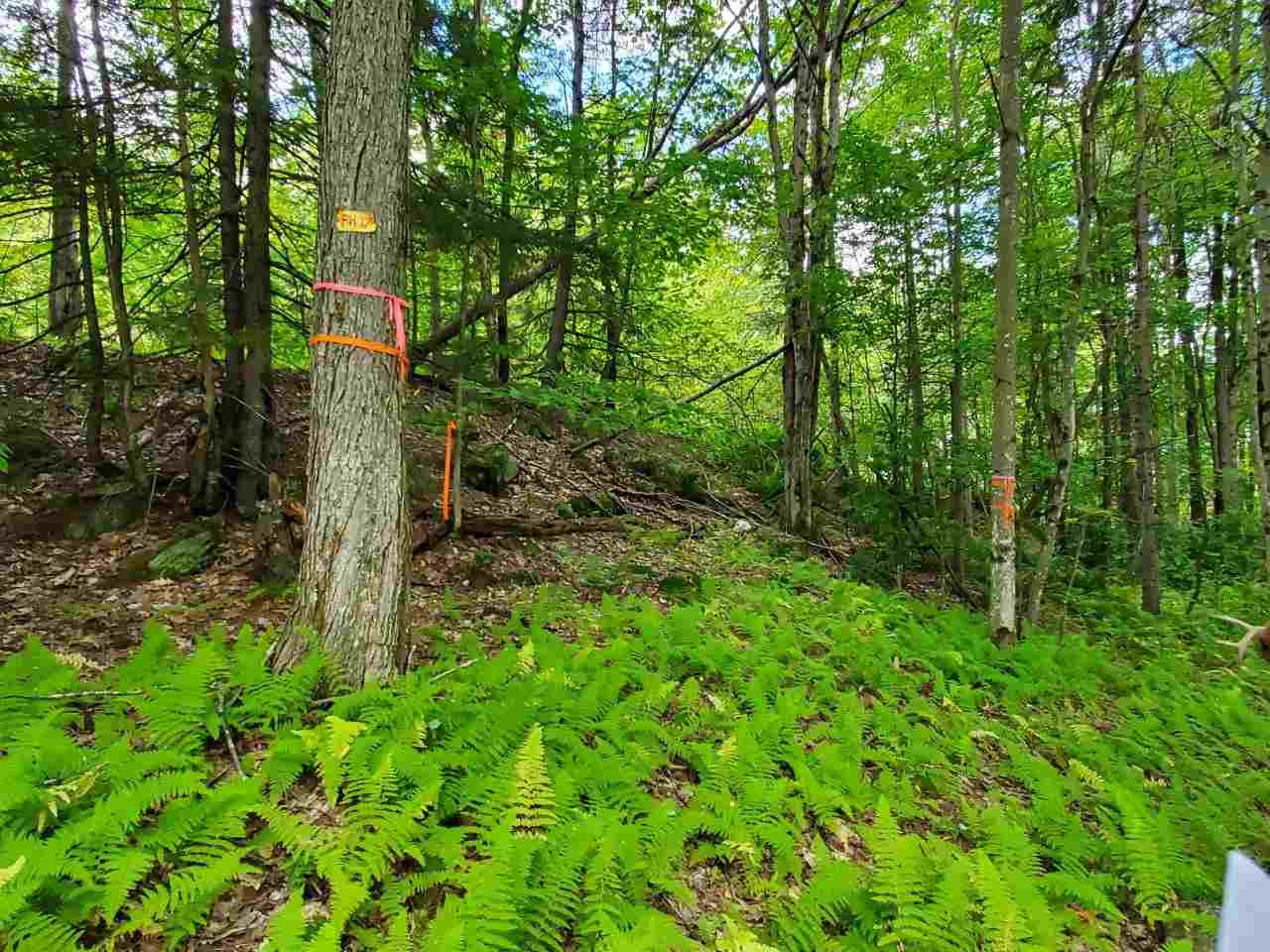 Lot 0 Perry Hill Road Waterbury, VT 05676 - Photo 8 of 10 Gallery Image 8