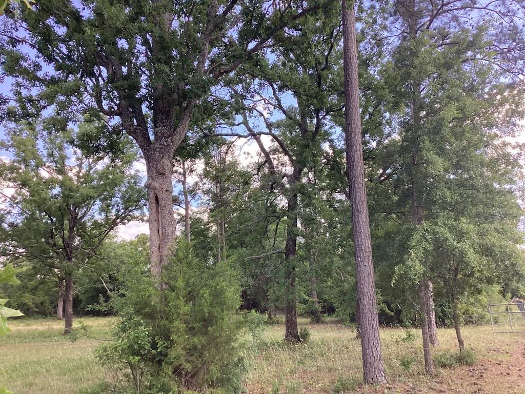 291 Young Road Box Springs, GA 31801 - Photo 7 of 22 a view of a forest filled with trees