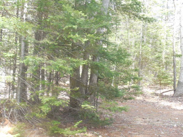 5091 Kokosing Road Hale, MI 48739 - Photo 13 of 62 1873924-12.JPG
