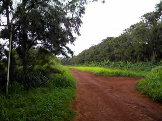 6180 Koolau Road, Unit 27 Kilauea, HI 96754 - Photo 11 of 20 Gallery Image 11