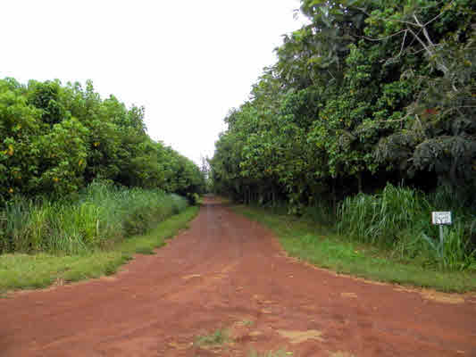 6180 Koolau Road, Unit 27 Kilauea, HI 96754 - Photo 14 of 20 Gallery Image 14