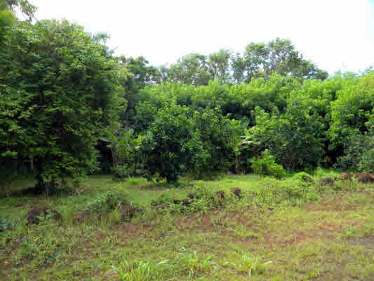 6180 Koolau Road, Unit 27 Kilauea, HI 96754 - Photo 18 of 20 Gallery Image 18