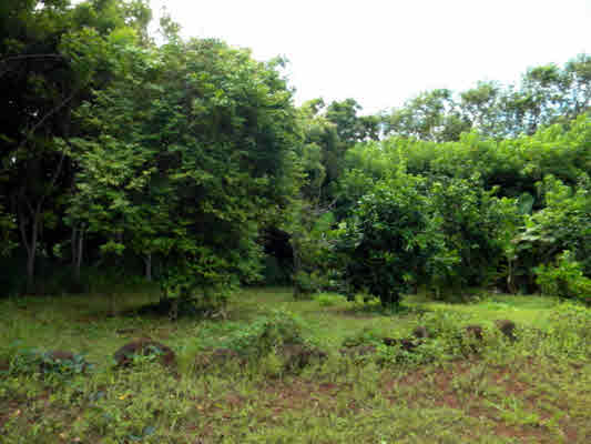 6180 Koolau Road, Unit 27 Kilauea, HI 96754 - Photo 19 of 20 Gallery Image 19