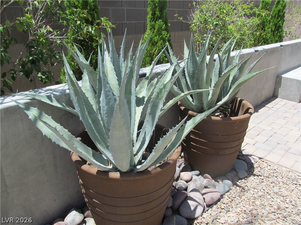 2157 Rio Rancho Pointe Place Henderson, NV 89002 - Photo 20 of 24 Cacti planters and gravel landscaping create an inviting outdoor space, perfect for desert living.