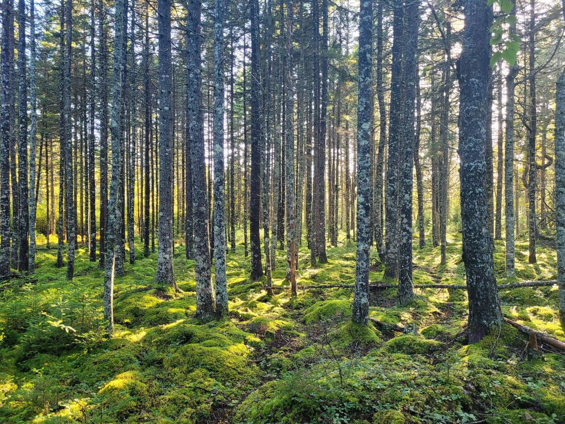 7 Yoho Head Road Machiasport, ME 04655 - Photo 5 of 12 387323663_864415104892864_72970618205377