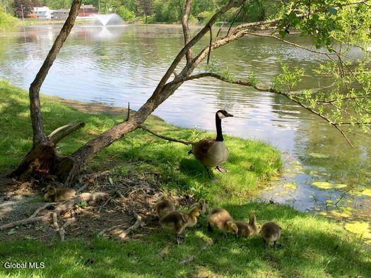 7 Edison Avenue, Unit 2ND FL REAR Albany, NY 12208 - Photo 14 of 16 Buckingham_Pond_geese_goslings_2017-05-1