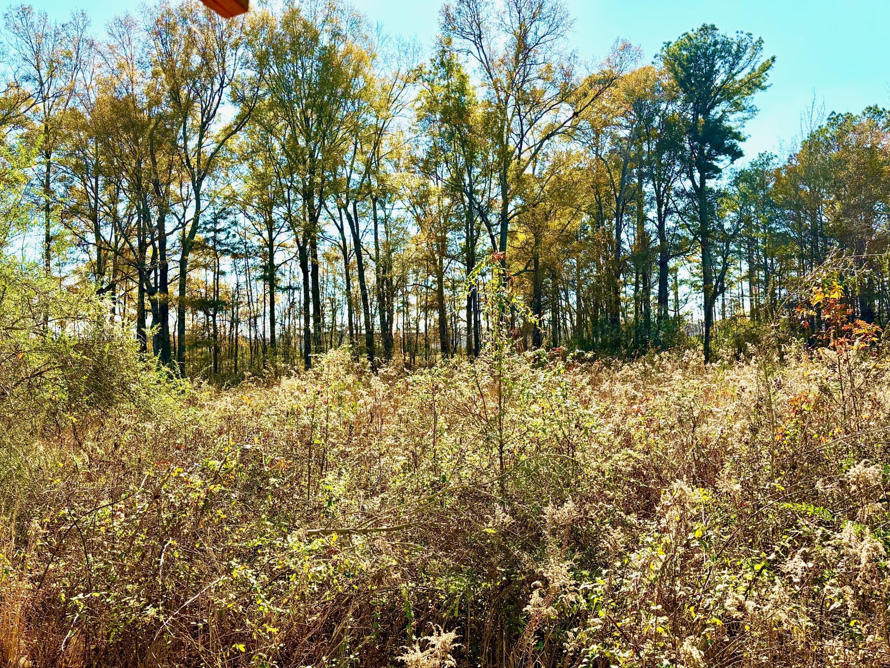 695 Russell Dairy Road Jasper, AL 35503 - Photo 28 of 36 back trees