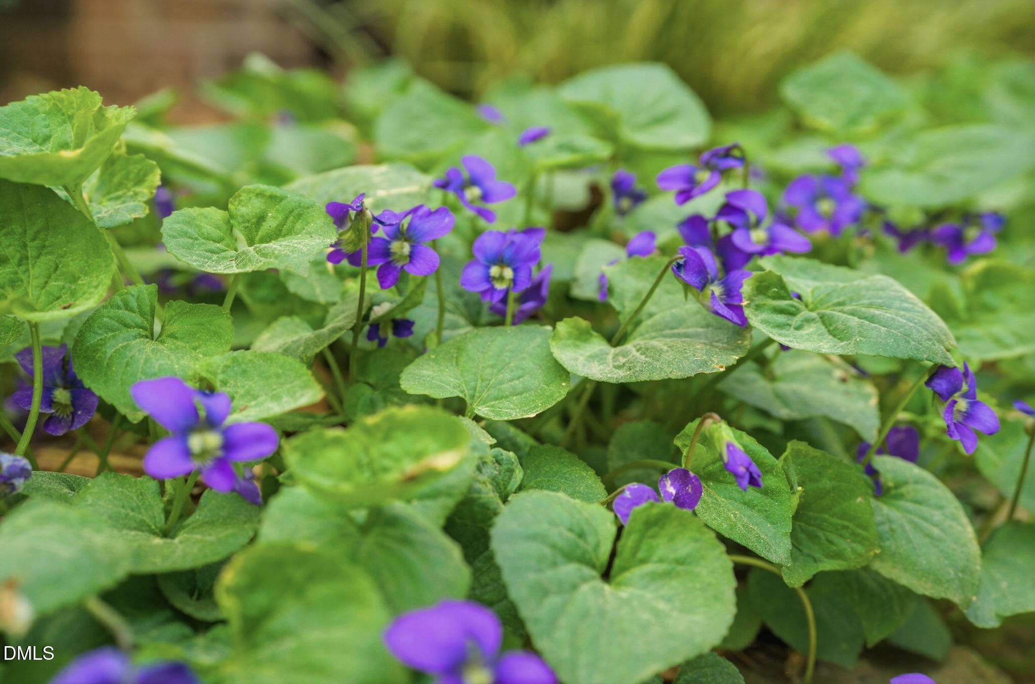 7004 Ferrell Woods Lane Raleigh, NC 27603 - Photo 48 of 90 7004 Ferrell Woods Lane-5