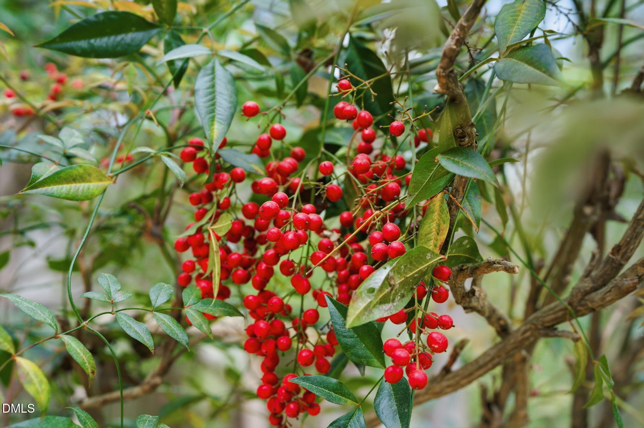 7004 Ferrell Woods Lane Raleigh, NC 27603 - Photo 5 of 90 7004 Ferrell Woods Lane-4