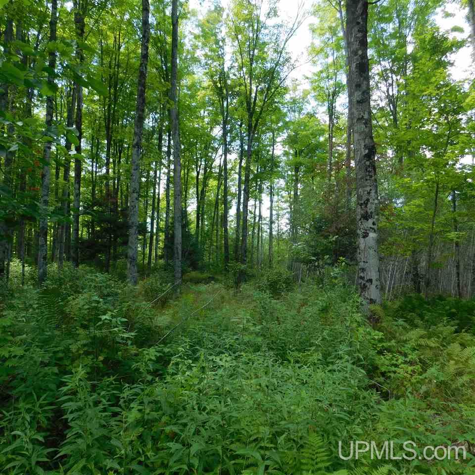 Tbd Off Solberg Lake Road Felch, MI 49831 - Photo 7 of 9