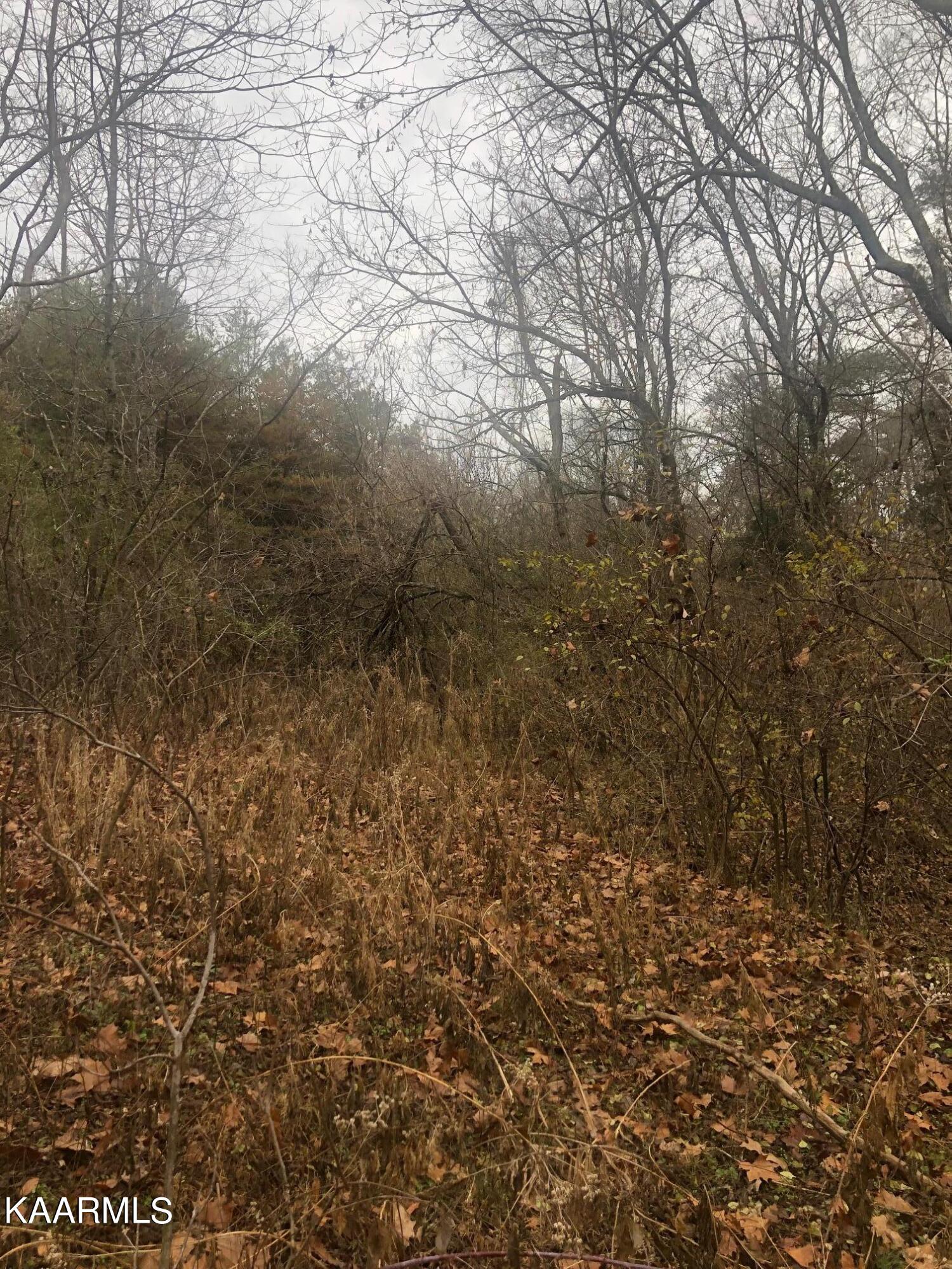 0 Nursery Road Strawberry Plains, TN 37871 - Photo 2 of 7 IMG_7321