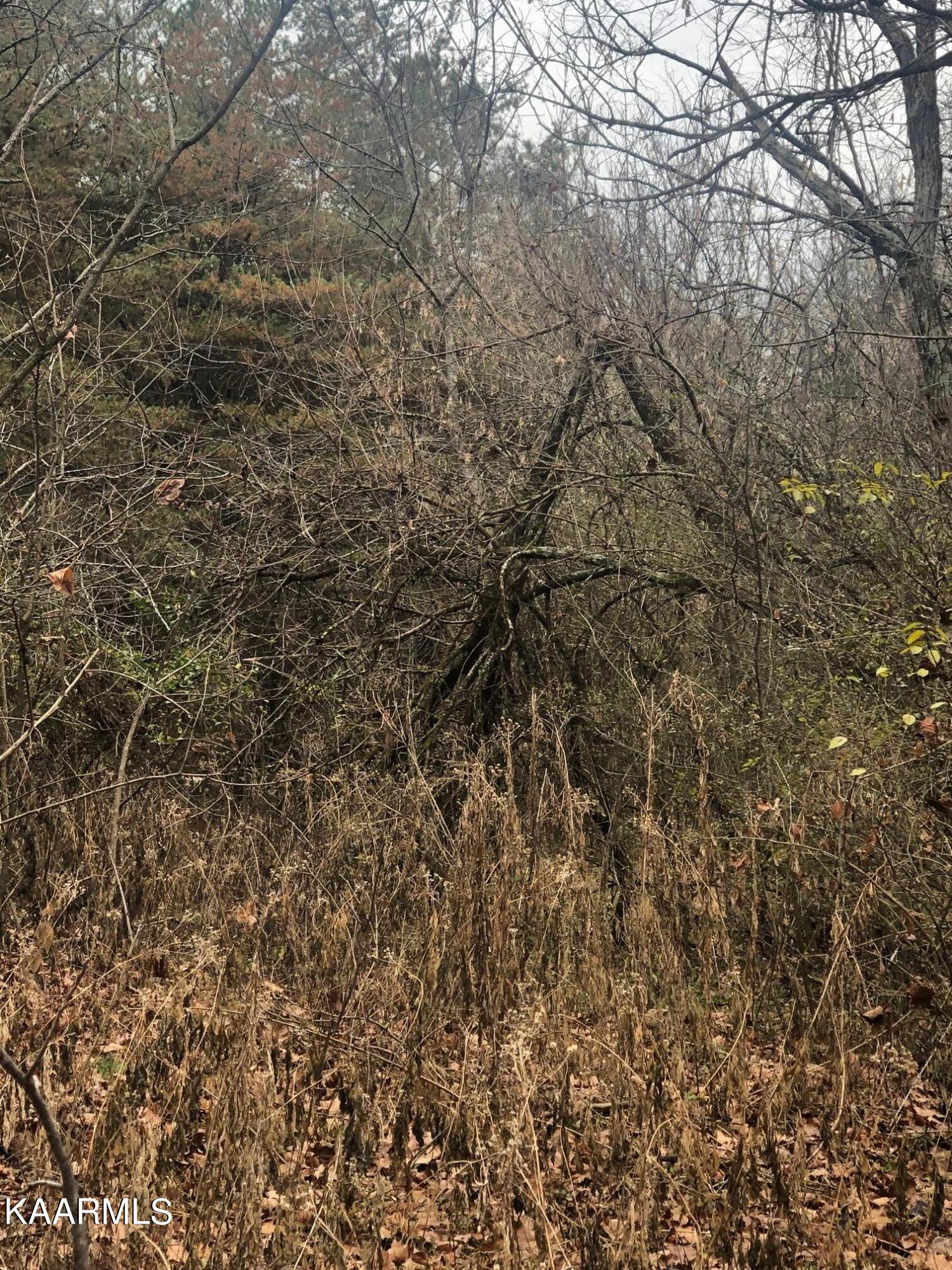 0 Nursery Road Strawberry Plains, TN 37871 - Photo 3 of 7 IMG_7322