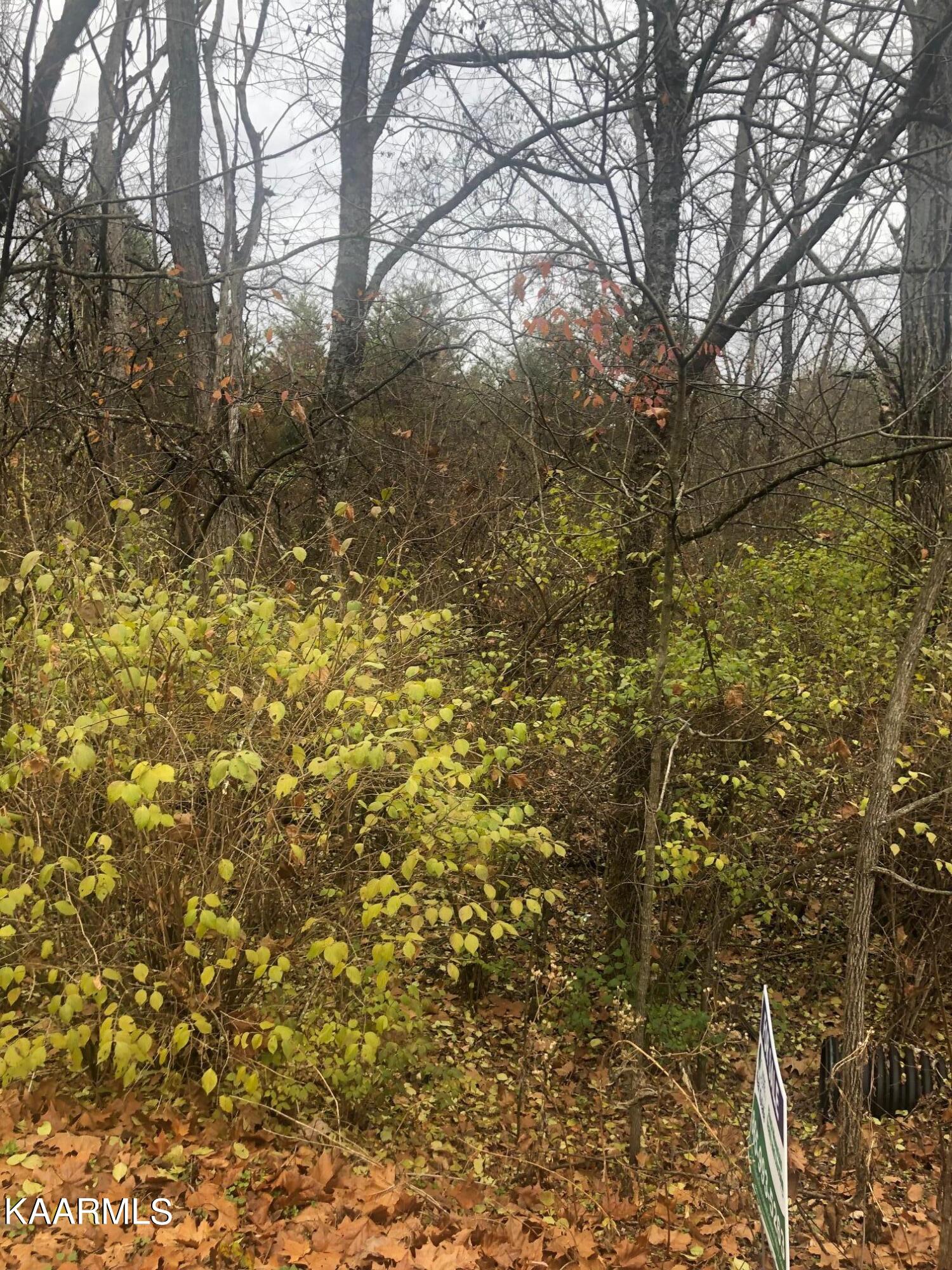 0 Nursery Road Strawberry Plains, TN 37871 - Photo 6 of 7 IMG_7325