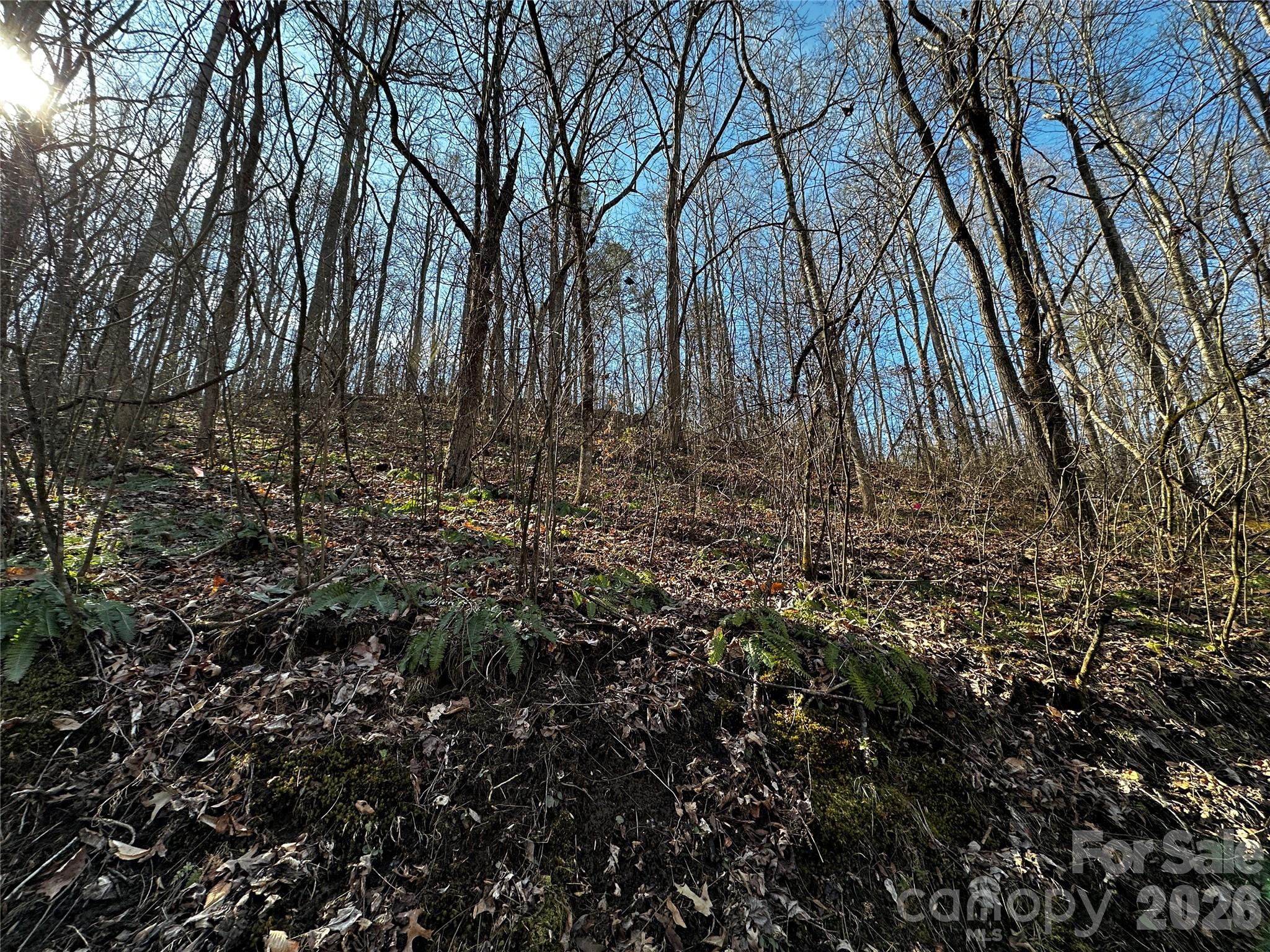 Lot 11 Blue Mist Mountain Road Whittier, NC 28789 - Photo 12 of 19 a view of a yard with lots of bushes