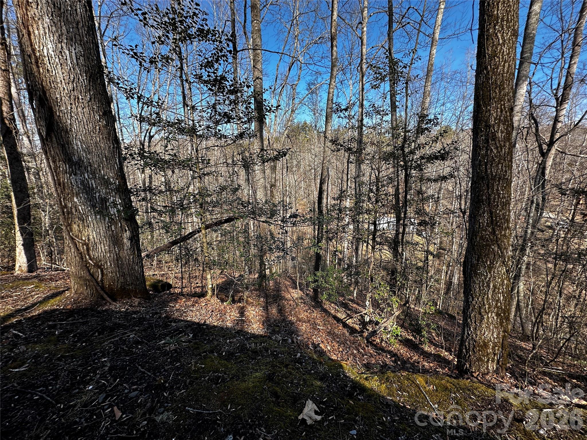 Lot 11 Blue Mist Mountain Road Whittier, NC 28789 - Photo 17 of 19 a view of a yard with plants and trees
