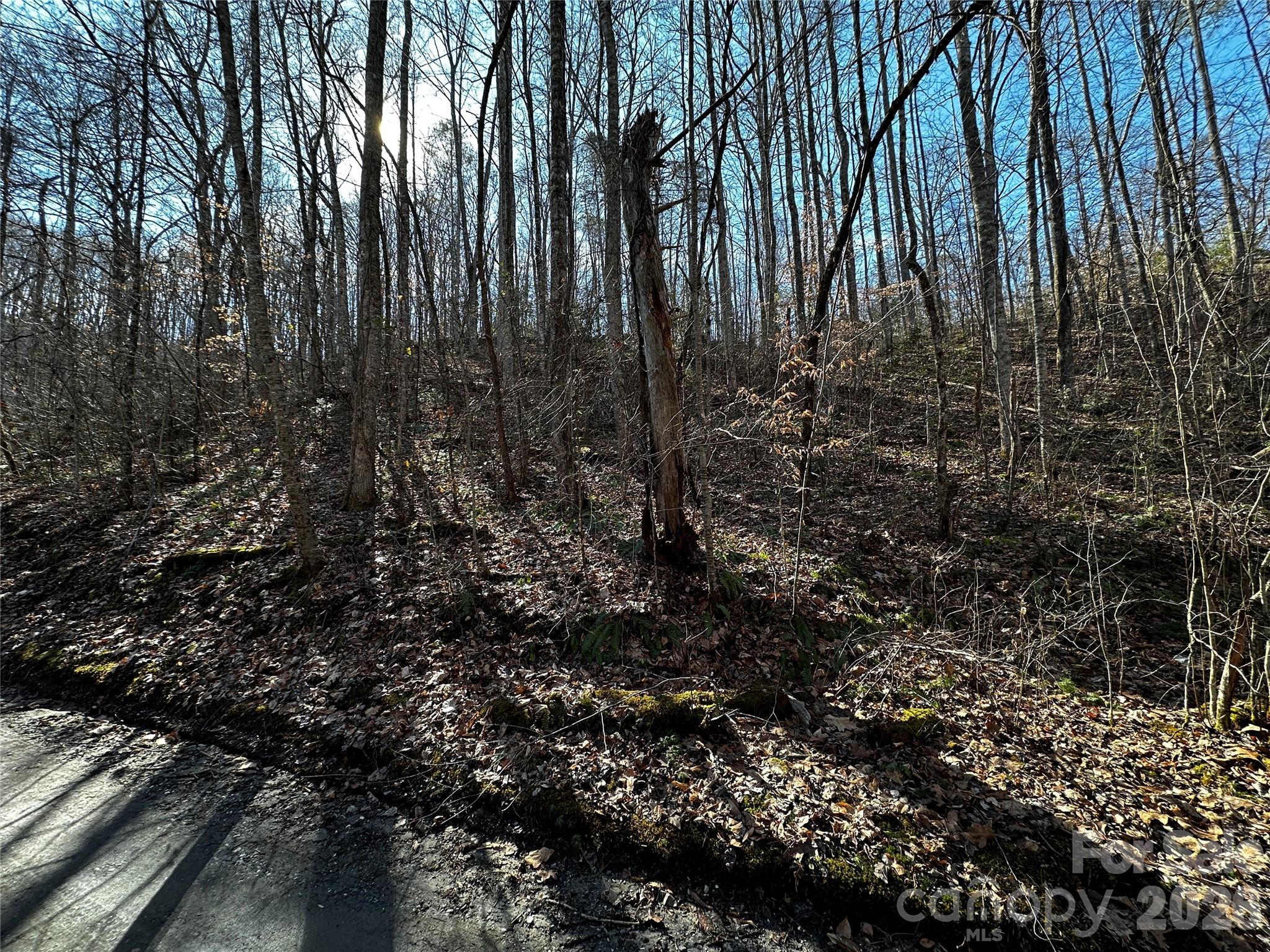 Lot 11 Blue Mist Mountain Road Whittier, NC 28789 - Photo 3 of 19 a view of lots of trees