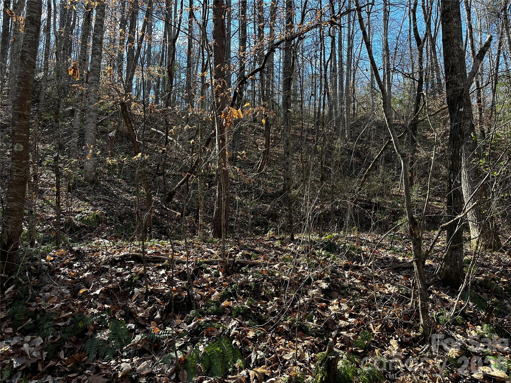Lot 11 Blue Mist Mountain Road Whittier, NC 28789 - Photo 8 of 19 a view of a yard with a tree