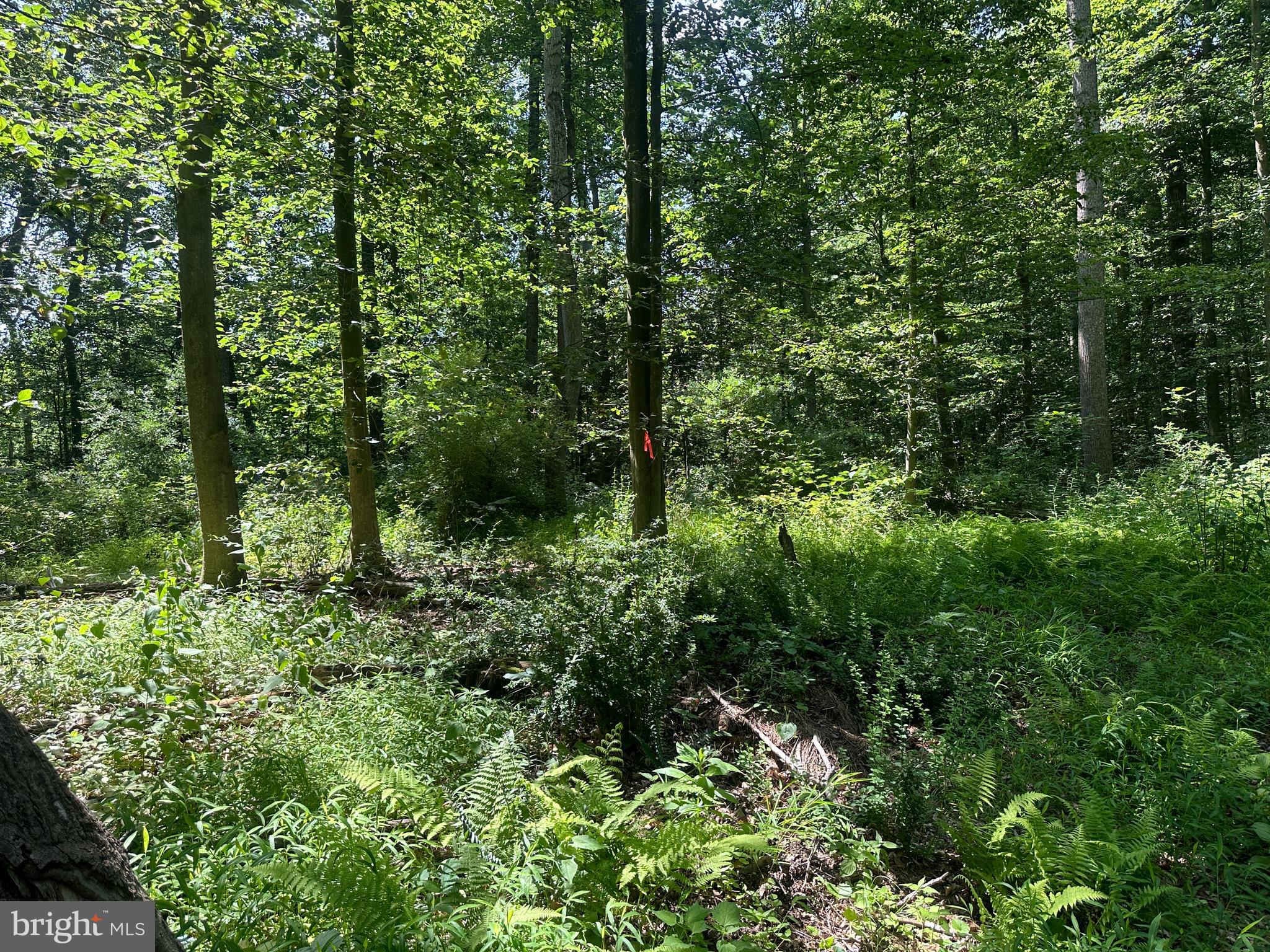 14118 Indian Springs Road Big Pool, MD 21711 - Photo 15 of 30
