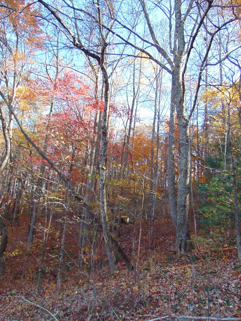 0 Raccoon Ridge Road Spring City, TN 37381 - Photo 57 of 70