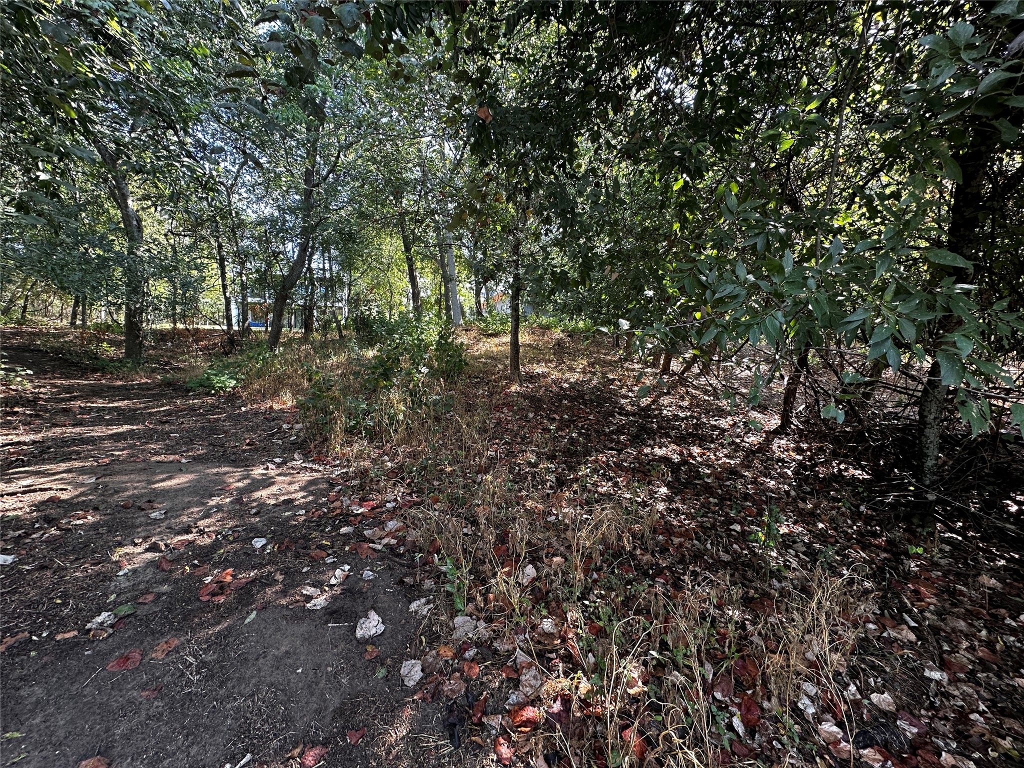 392 Riverside Drive Bastrop, TX 78602 - Photo 7 of 8 Mature trees frame a gentle slope, offering a serene and private natural environment.