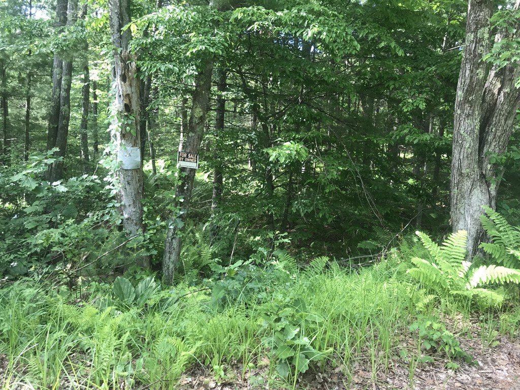 a view of a lush green forest