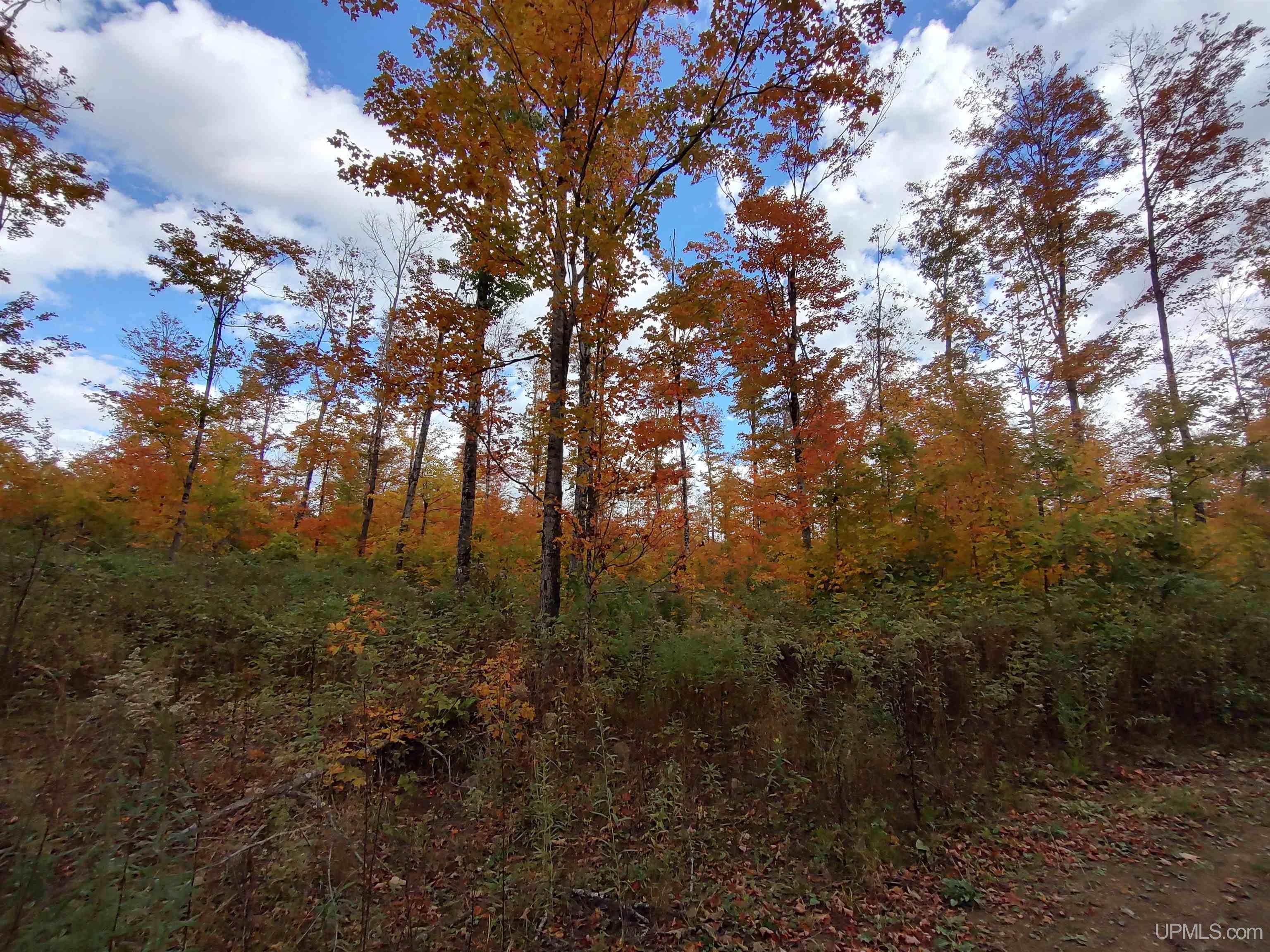327 Rd Rumely Mi 49826 Road Skandia, MI 49885 - Photo 4 of 23
