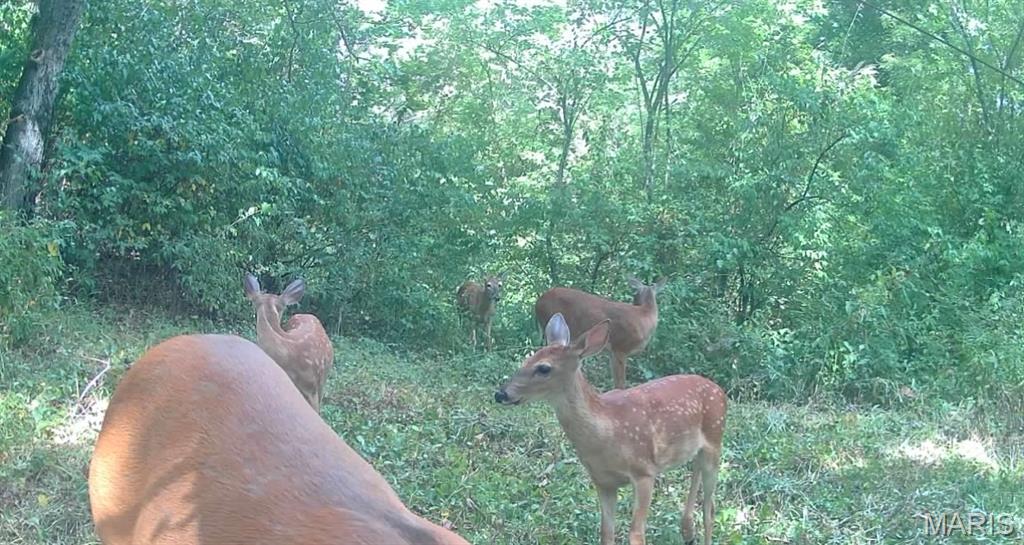 4781 G Road Waterloo, IL 62298 - Photo 89 of 92