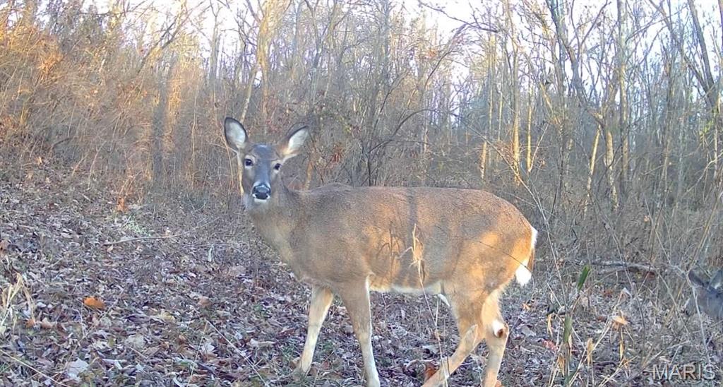 4781 G Road Waterloo, IL 62298 - Photo 92 of 92