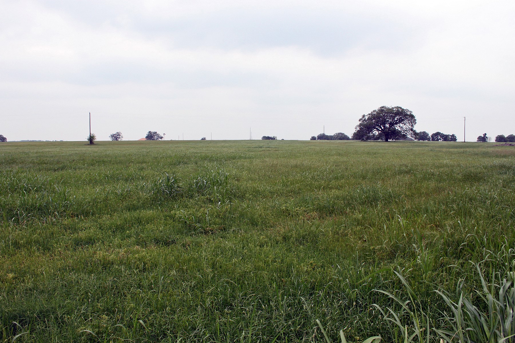 0 Brushy Branch Road Lockhart, TX 78644 - Photo 19 of 19 Cultivated acreage stretches towards the horizon, ideal for future development.