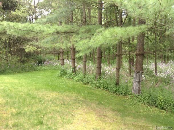 7960 Dryden Road Almont, MI 48003 - Photo 21 of 22 Back Yard and Woods.jpg