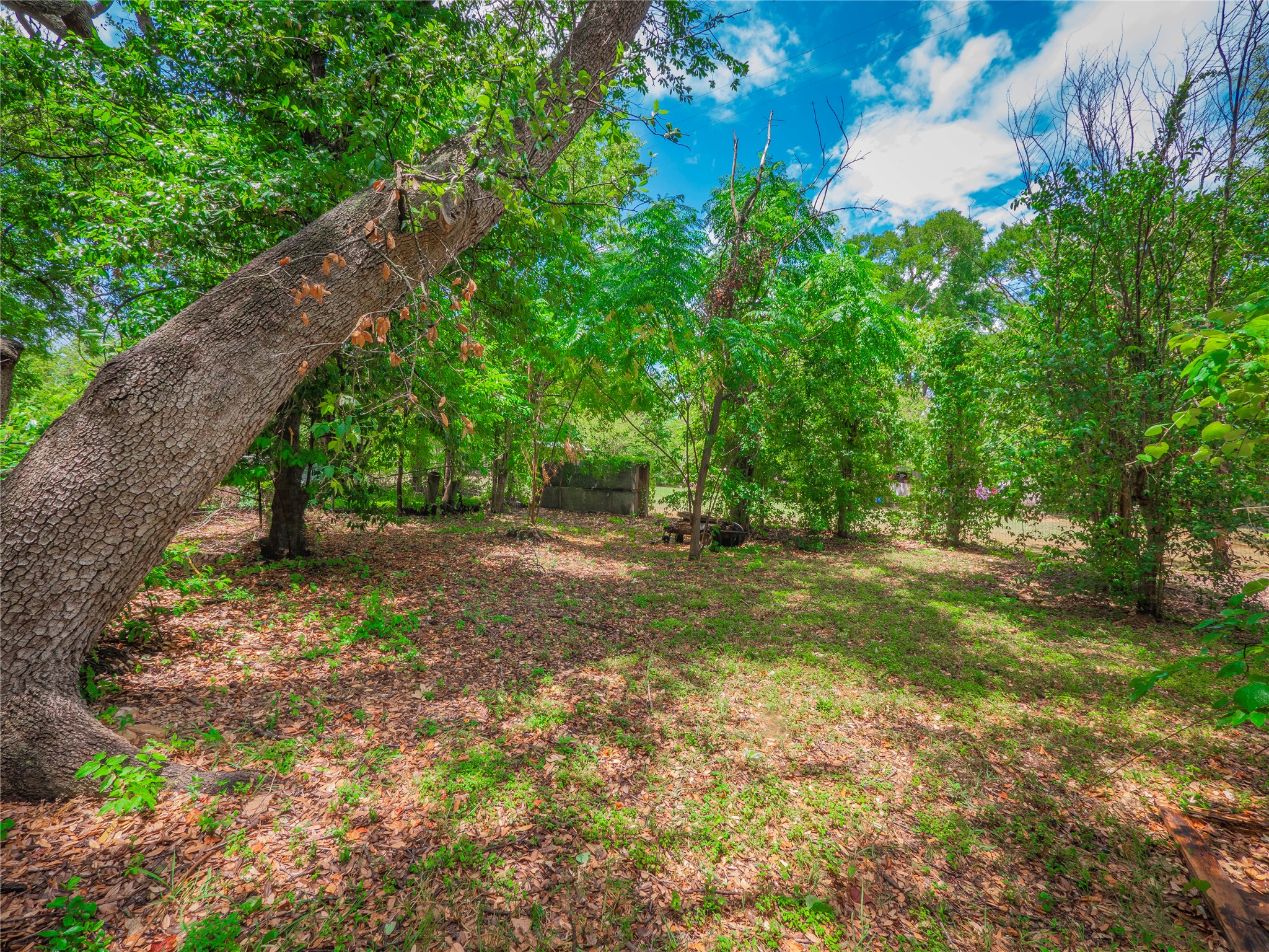 1806 Fortview Road Austin, TX 78704 - Photo 23 of 26 a view of backyard with green space