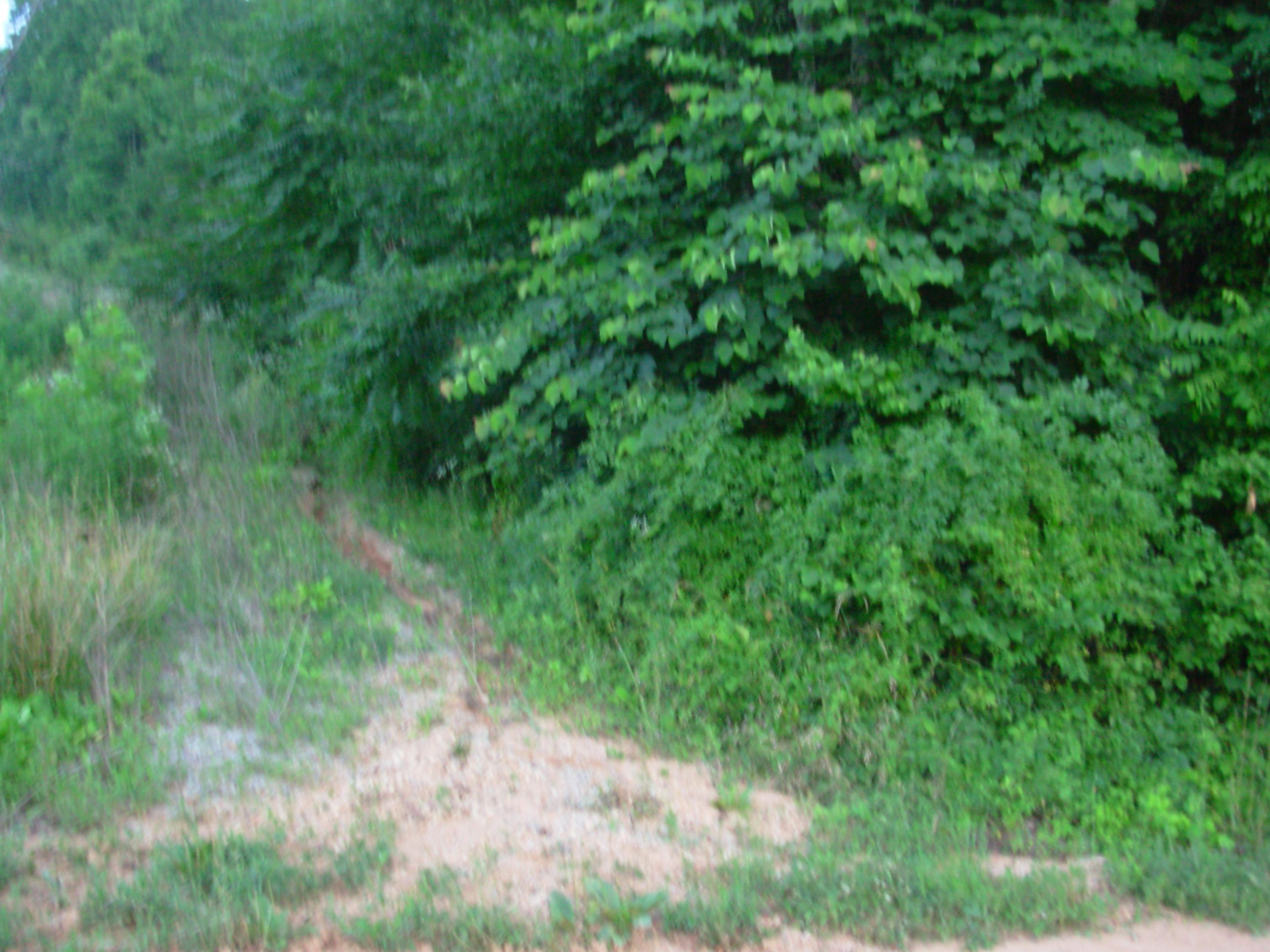 1394 Dry Fork Valley Road Philadelphia, TN 37846 - Photo 13 of 15 land pics 044