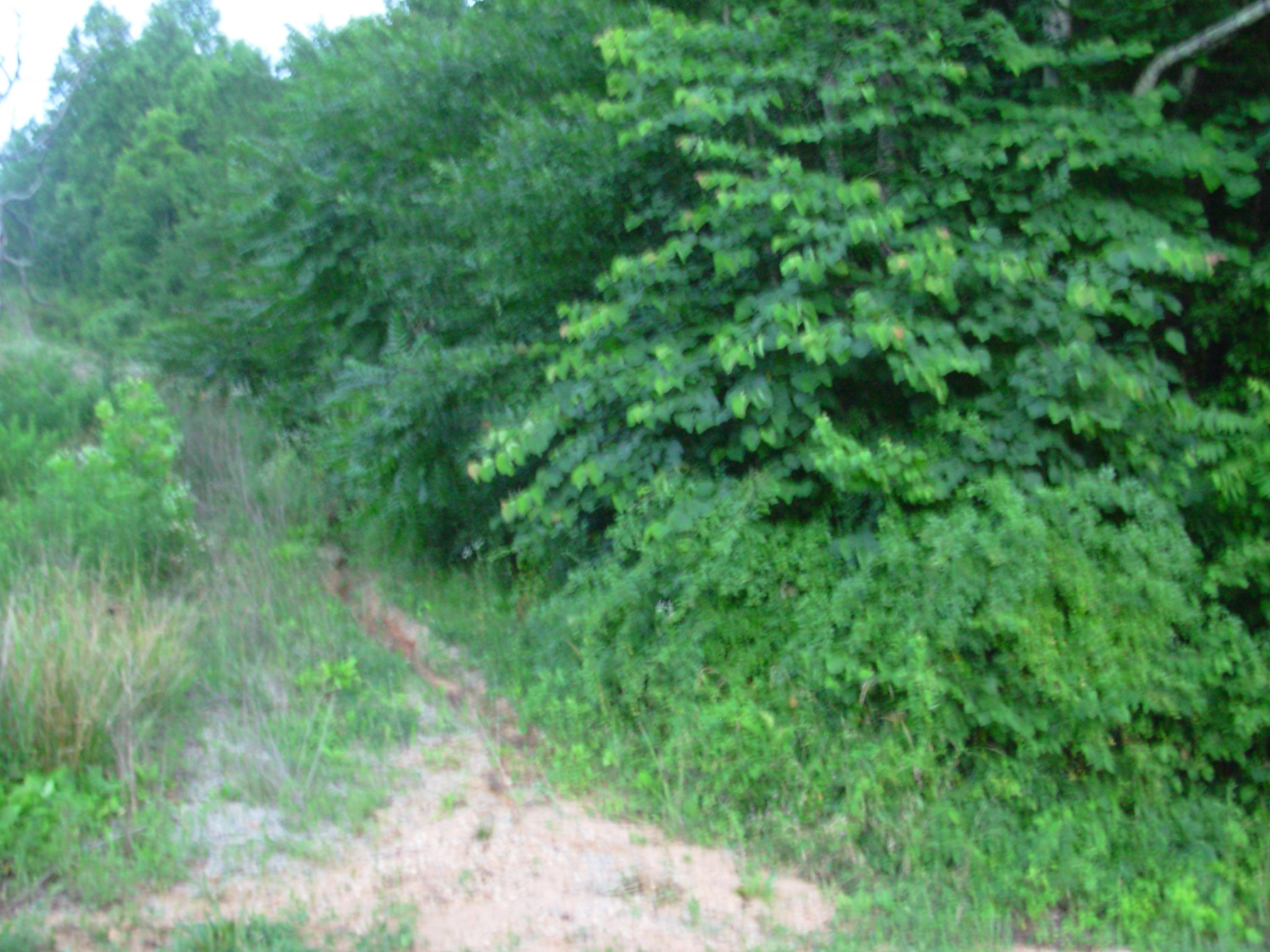 1394 Dry Fork Valley Road Philadelphia, TN 37846 - Photo 14 of 15 land pics 045