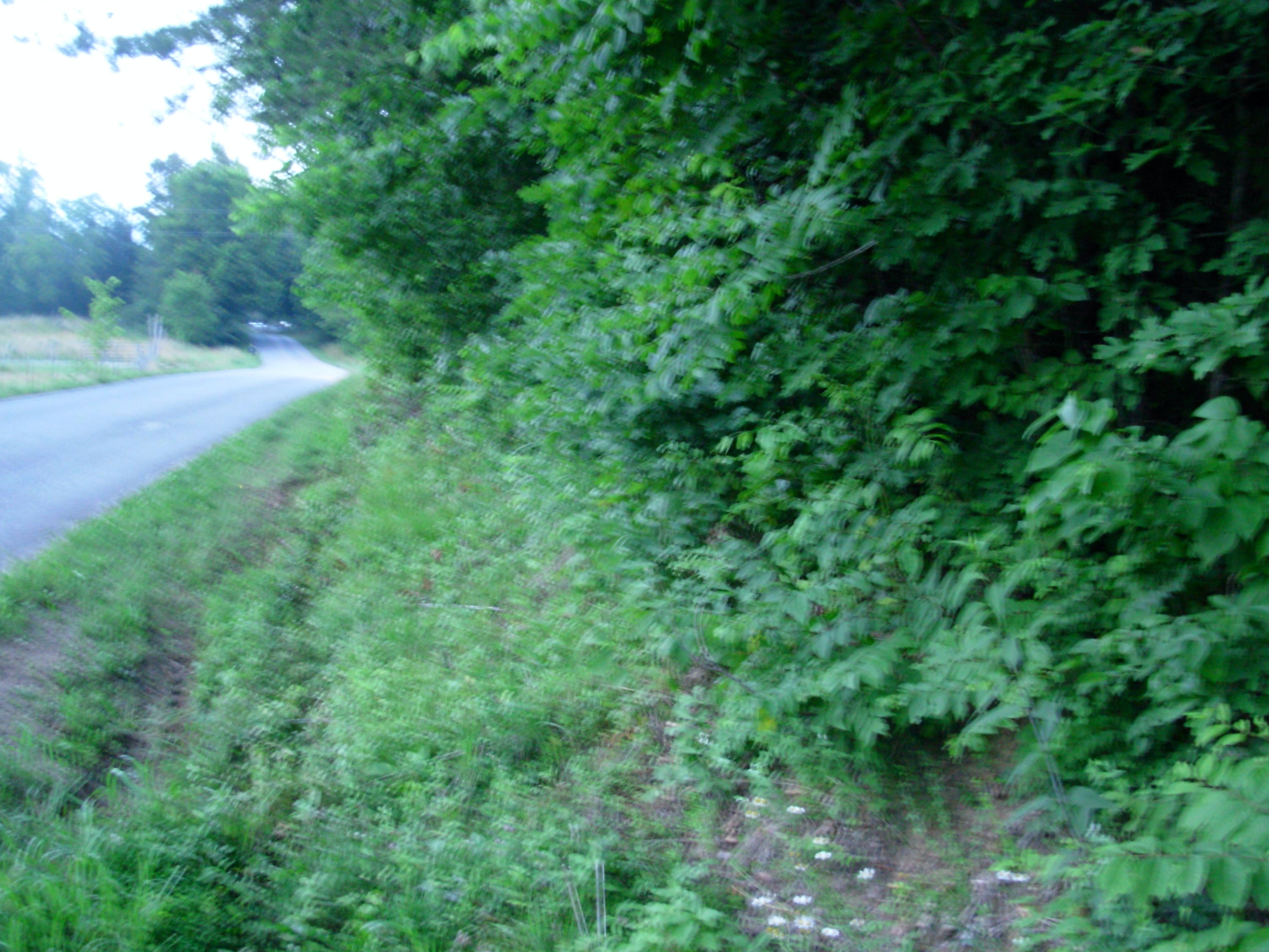 1394 Dry Fork Valley Road Philadelphia, TN 37846 - Photo 8 of 15 land pics 037
