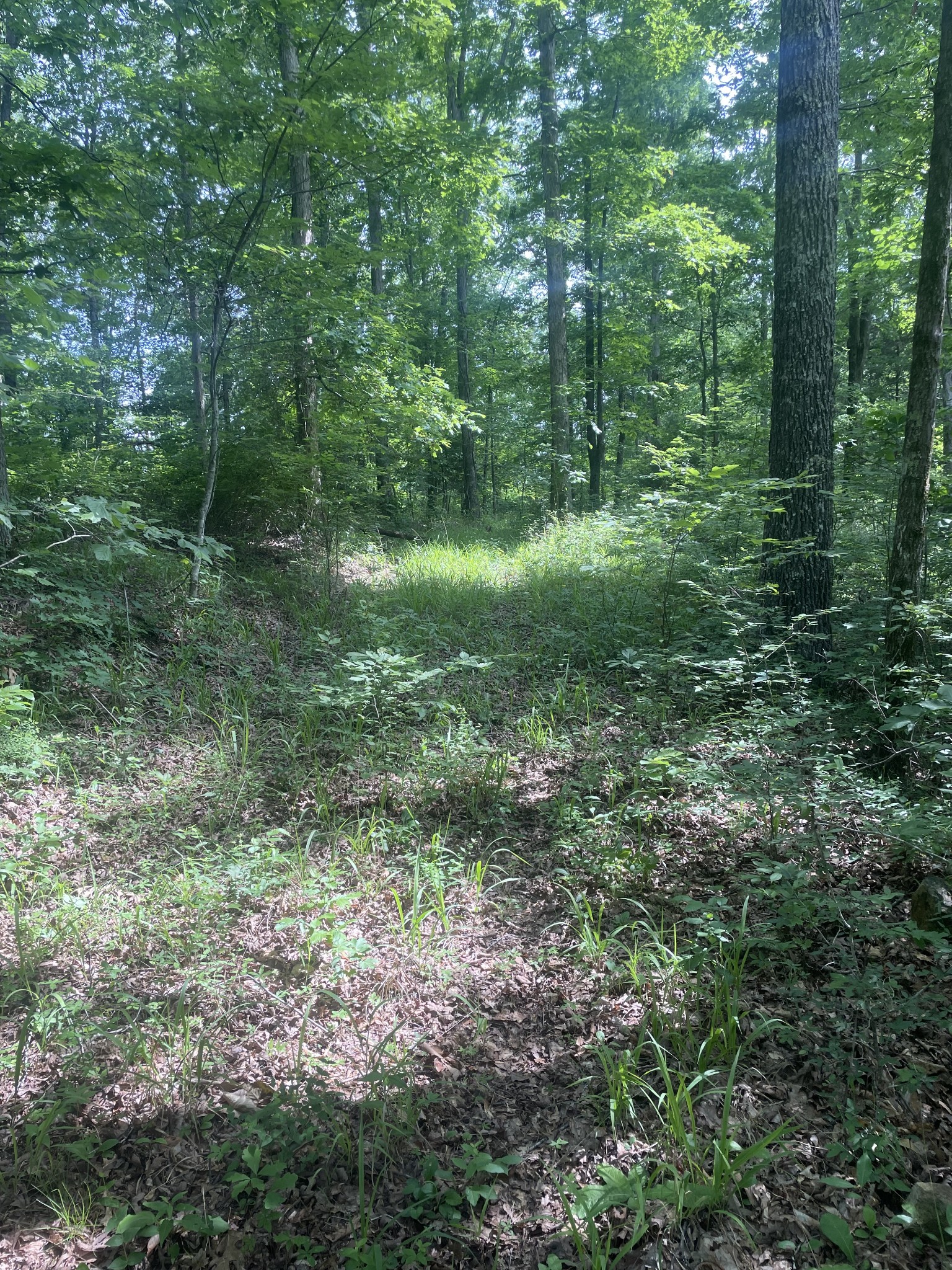 2383 Buffalo Road Hohenwald, TN 38462 - Photo 39 of 49 Gallery Image 39