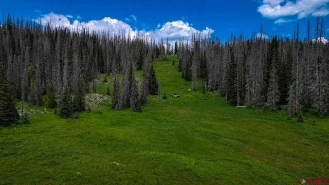 a view of a yard with plants and trees