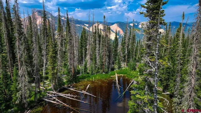 a view of a back yard